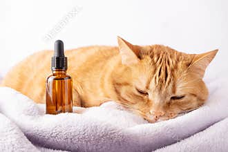 Sad sick cat and medical bottle with CBD oil or cannabis
