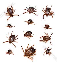 Dog Ticks
