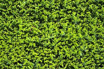 Beautiful uniform planting background of common boxwood Buxus sempervirens hedge fence, Dublin, Ireland. Green plant background