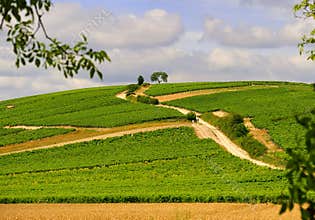 Sancerre hillside vines, France