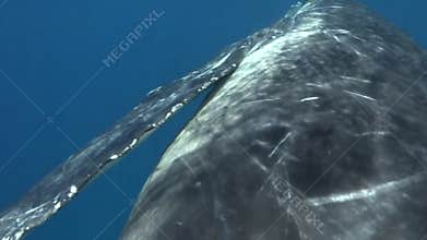 Close-up humpback whale rolls over underwater in Pacific Ocean.