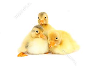 Baby animal