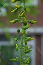 Flower garden close-up plant knop