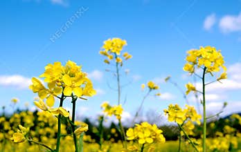 Bright Mustard Flowers
