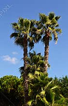 Palm trees