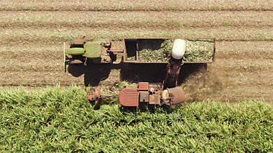 Aerial, harvesting machine tractor cutting ripe sugarcane for biofuel or food.