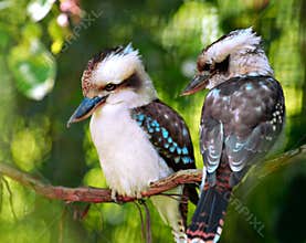 Kookaburra birds