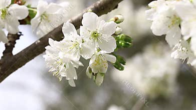 Chery flowers in spring