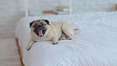 Cute dog Yawning on white bed in cozy bedroon,Purebred dog pug breed lying and comfortable at home