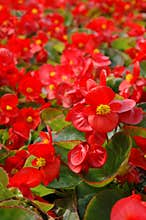 Red begonia