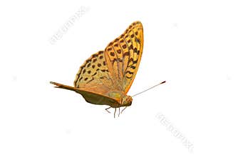 Single butterfly flying on white background