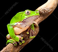Green tree frog amazon rain forest
