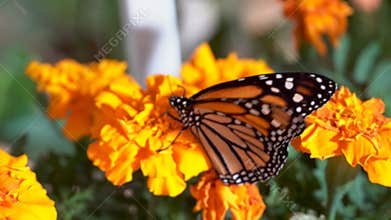 Monarch butterfly Danaus plexippus a simply, milkweed butterfly also called common tiger, wanderer, and black veined brown on br