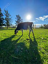 Cow