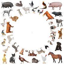 Collage of farm animals