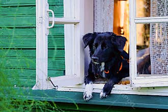 Funny black and white dog at window somewhere in countryside