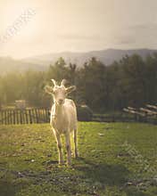White goat portrait back light sun magical golden hour