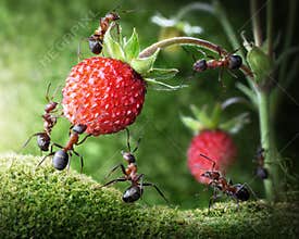 Team of ants picking wild strawberry, teamwork