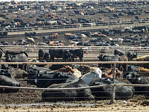 Stockyard, Cattle, Cows, Beef, Agriculture