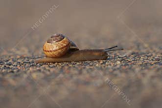Land snail arianta arbustorum on asphalt path