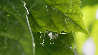 Macro shot of spring green leaves in the rain