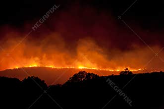Wild Fire at Night