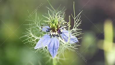 Nigella damascena, white flower star. Macro. Nigella damascena love-in-a-mist, ragged lady or devil in the bush is an annual gar