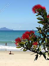 New Zealand: summer christmas at beach