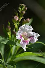 The Blossom of the Summer bells tree