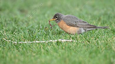 American Robin Eating