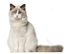 Ragdoll cat, 6 months old, sitting