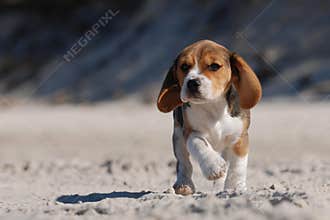 Beagle puppy