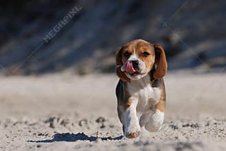 Beagle puppy