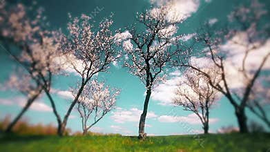 Spring landscape. blooming gardens. timelapse.