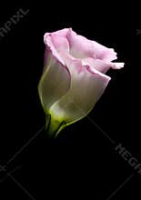 Pink flower on black