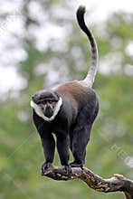 L`Hoest`s monkey