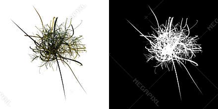 Top view of Plant   Long Lawn Grass 7 Tree png with alpha channel to cutout made with 3D render
