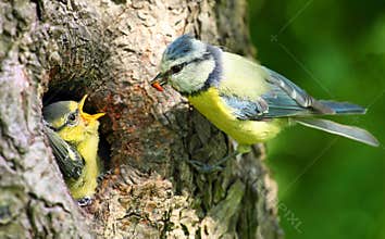 The Blue Tit (Cyanistes caeruleus).