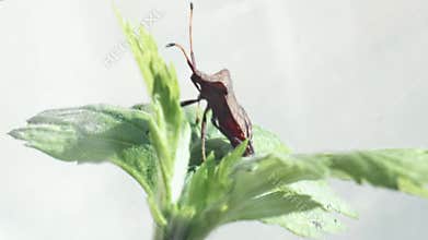 Herbivorous nymph of a bedbug on a leaf close
