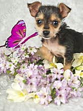 Tiny Chahwahwa puppy