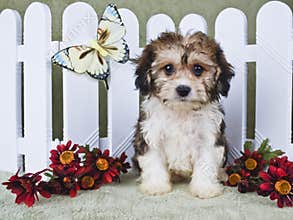 Super Cute Cavachon Puppy