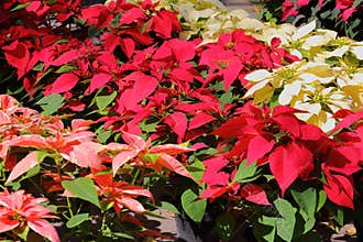 Noche buena or Poinsettia flowers in tlaxcala city.  I