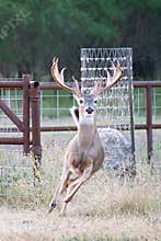 Whitetail buck running out of cattle feeding pens