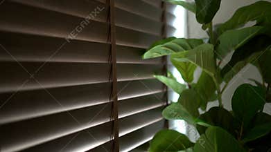 Wooden venetian blinds curtain shutter with green interior tree home decor