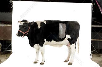 Cow
