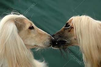 Dog kissing dog