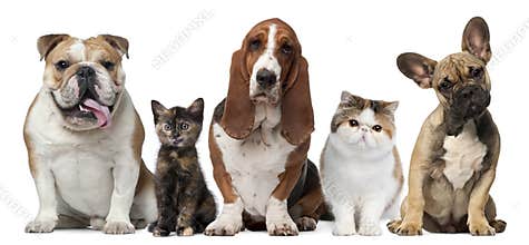 Group of cats and dogs in front of white