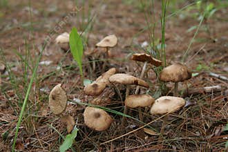 Small cluster of mushrooms on pine forest floor