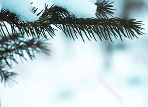 A background of a palm tree on white snow