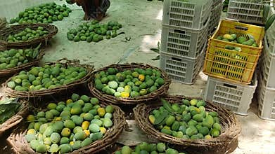 Mangoes farmers are sorting and packing best quality mangoes for sale in markets